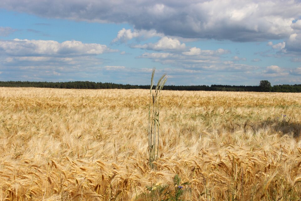 Spike harvest rural