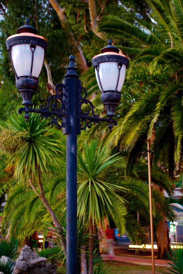 Lantern palm trees landscape