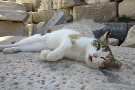Cat turkey Free photos