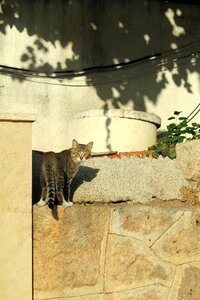 Cat turkey Free photos