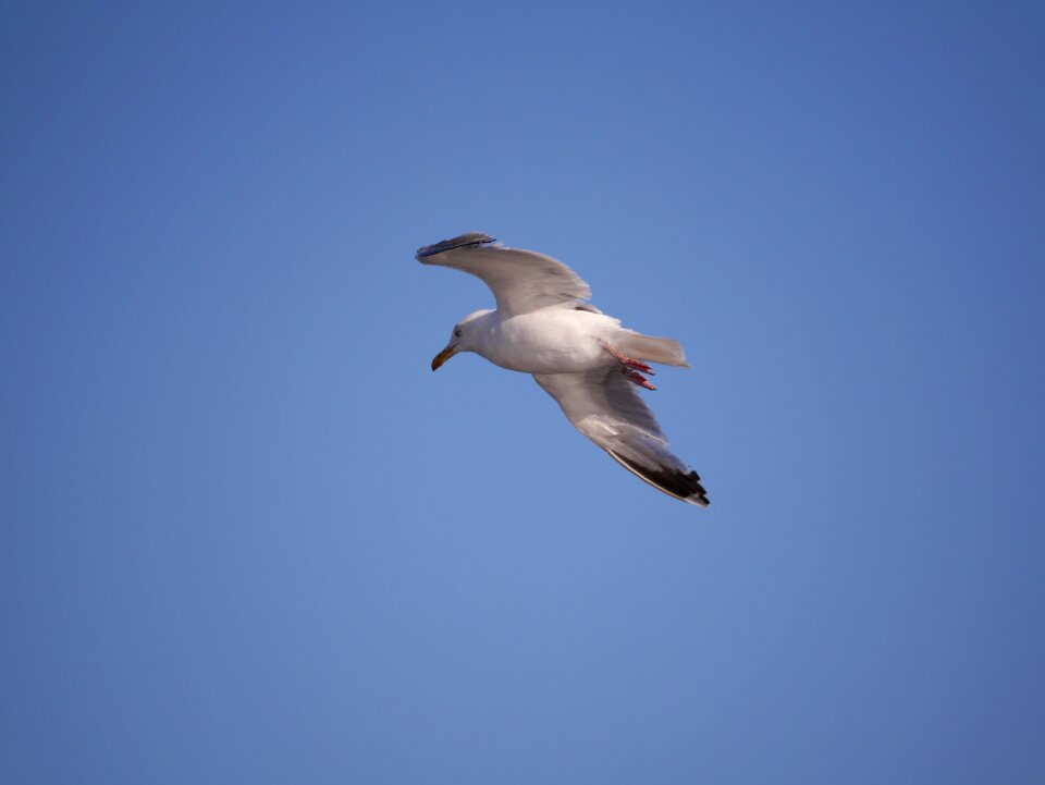 Bird seagull waterfowl