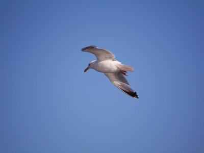 Bird seagull waterfowl photo