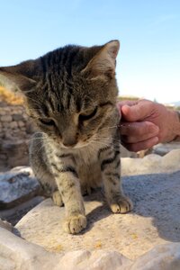 Turkey cat Free photos
