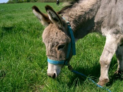 Donkey ass meadow photo