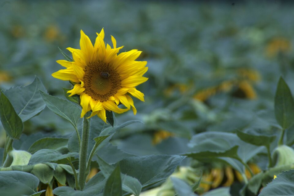 Sunflower bee yanqing