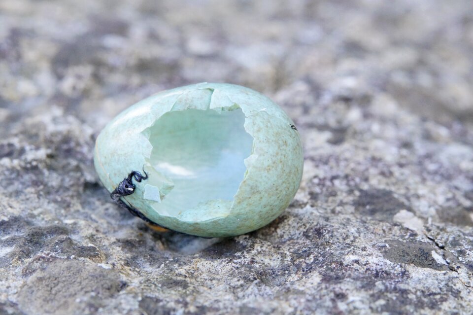 Hatched chicks shell photo