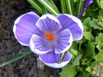 Purple close up plant