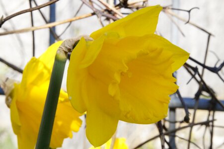 Bloom spring yellow photo