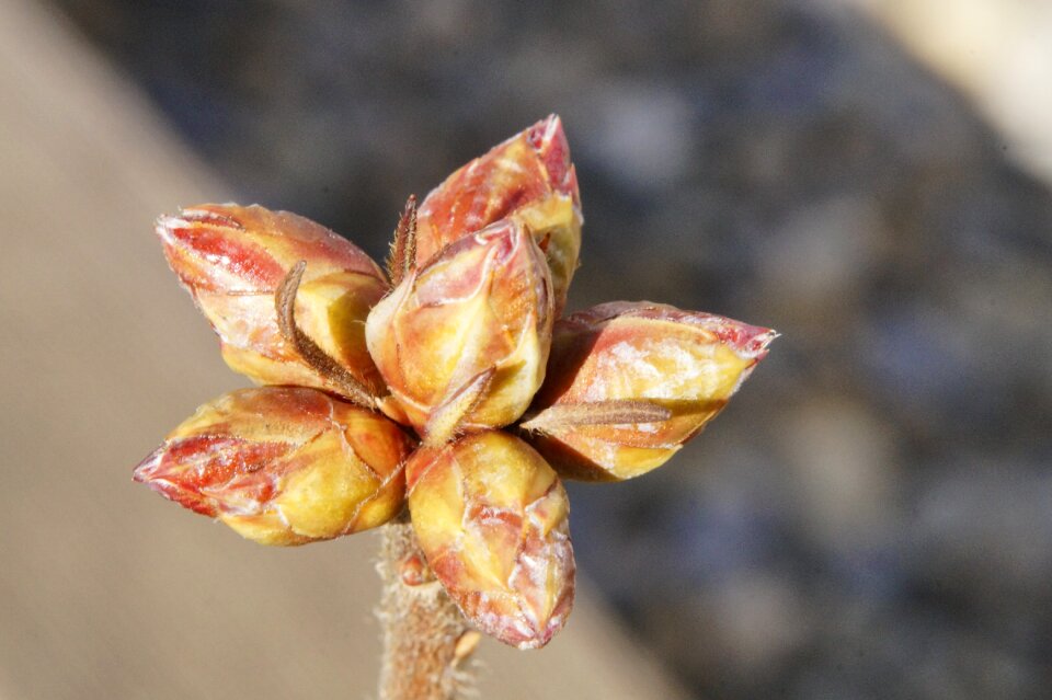Spring nature awakening
