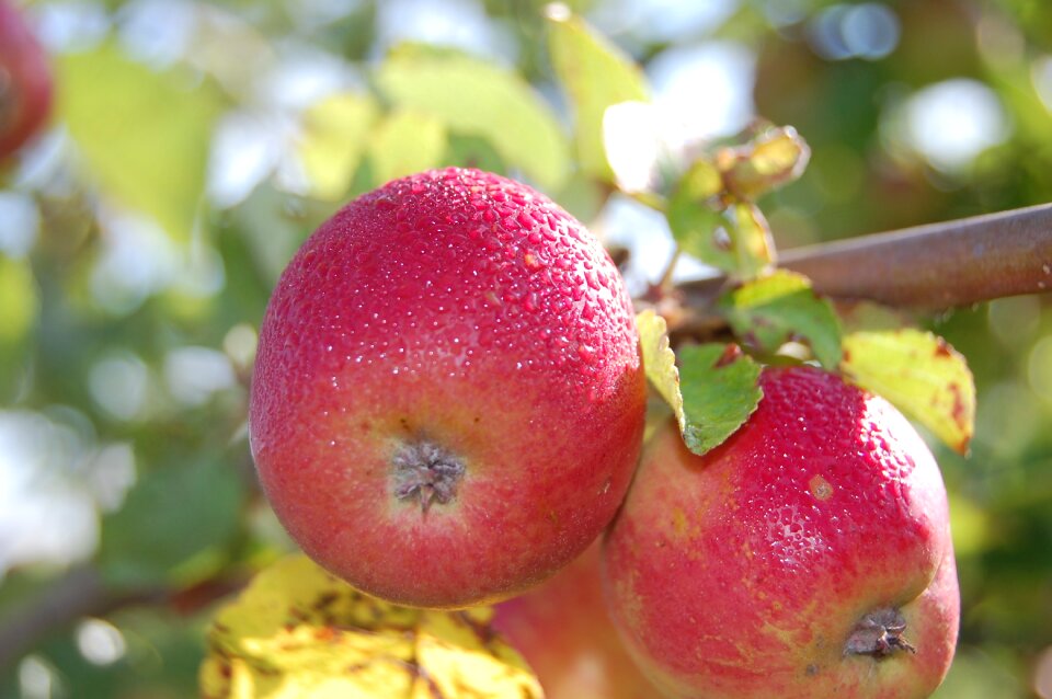 Dew vitamin fruit
