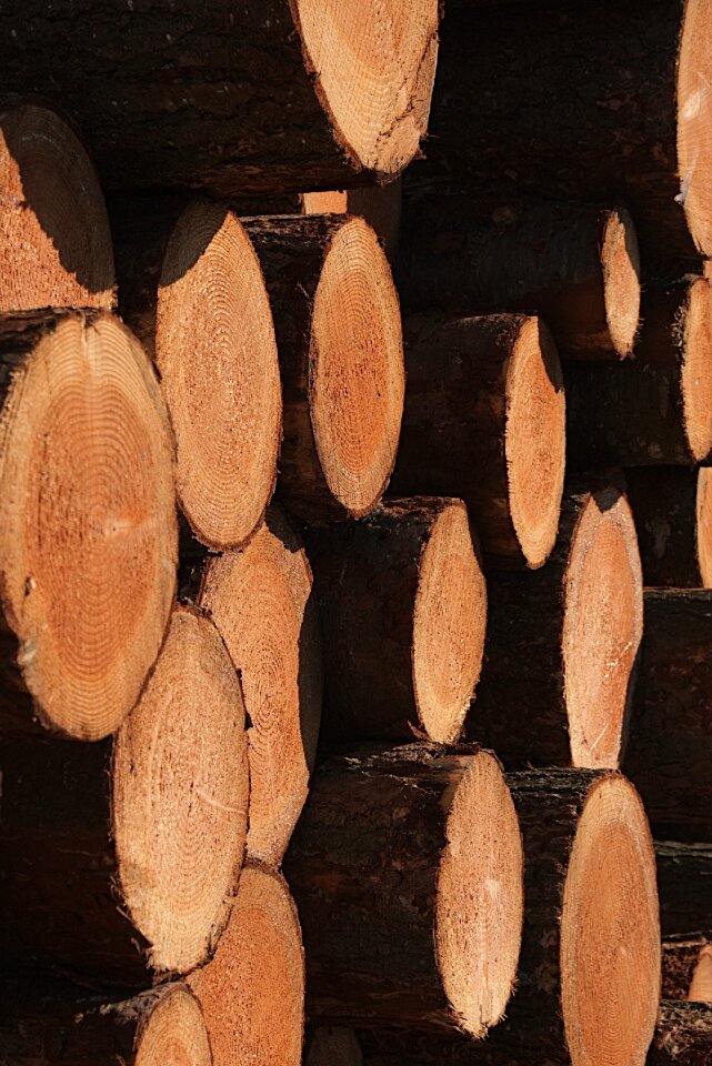 Sawn tree tree trunk