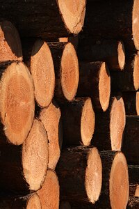 Sawn tree tree trunk