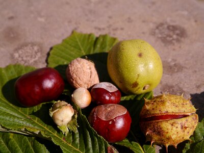 Nature autumn tree fruit photo