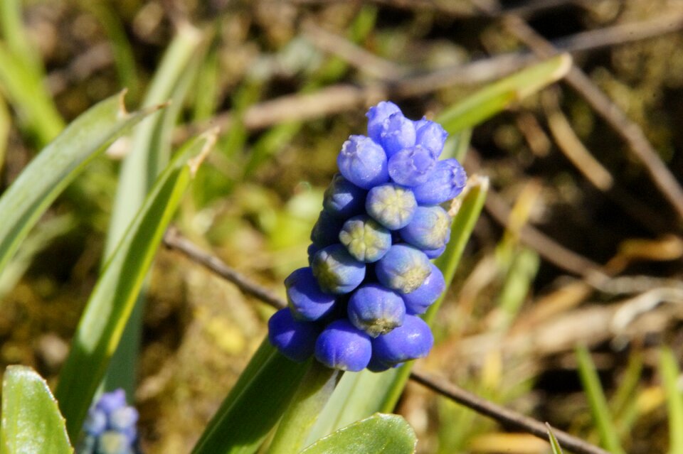 Spring blue asparagus plant