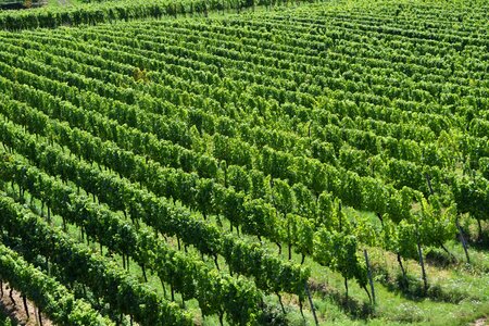 Rheingau landscape rebstock