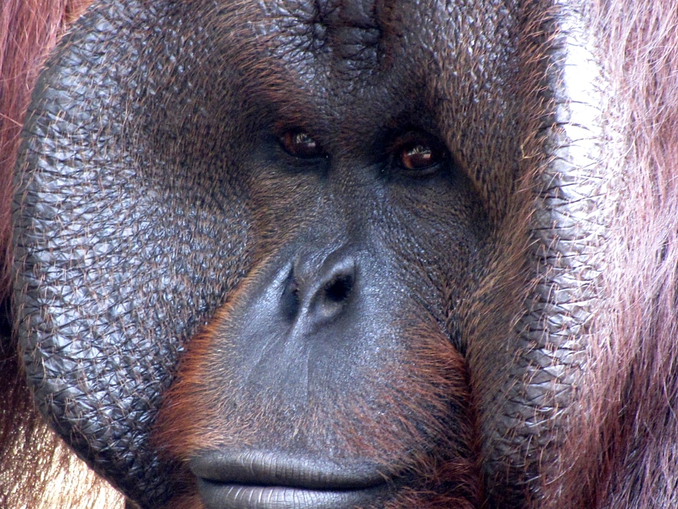 Monkey mammal animal