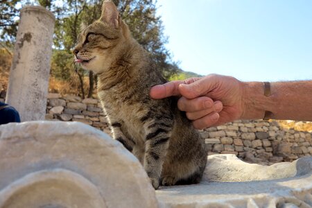 Turkey cat Free photos