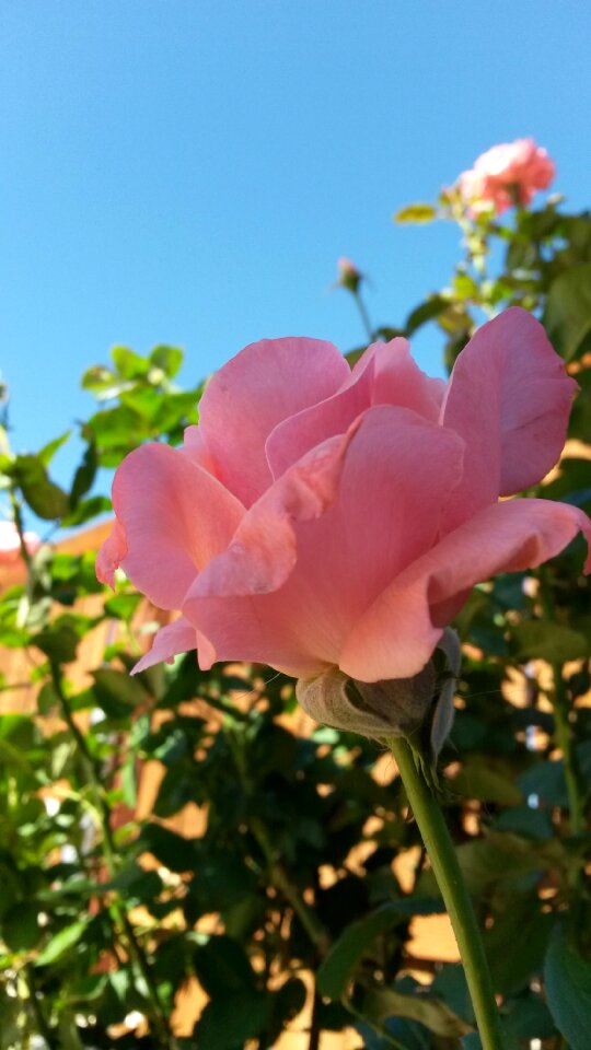 Garden pink roses roses