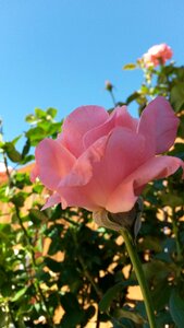 Garden pink roses roses