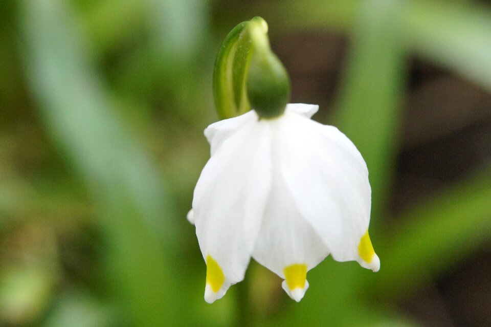 Flower spring spring flower