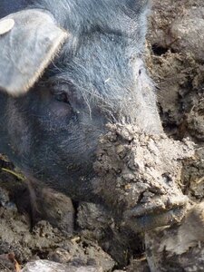 Rooting earth dirt