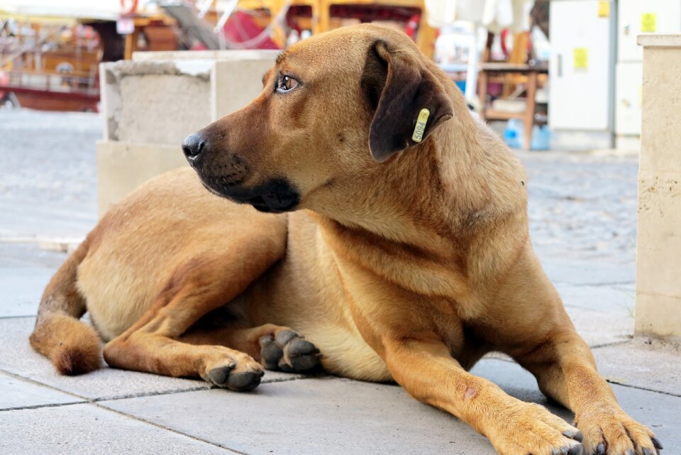 Dog turkey Free photos