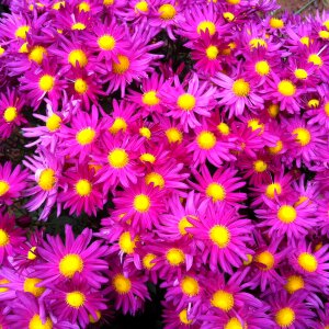 Pink flowers yellow flower chrysanthemum photo