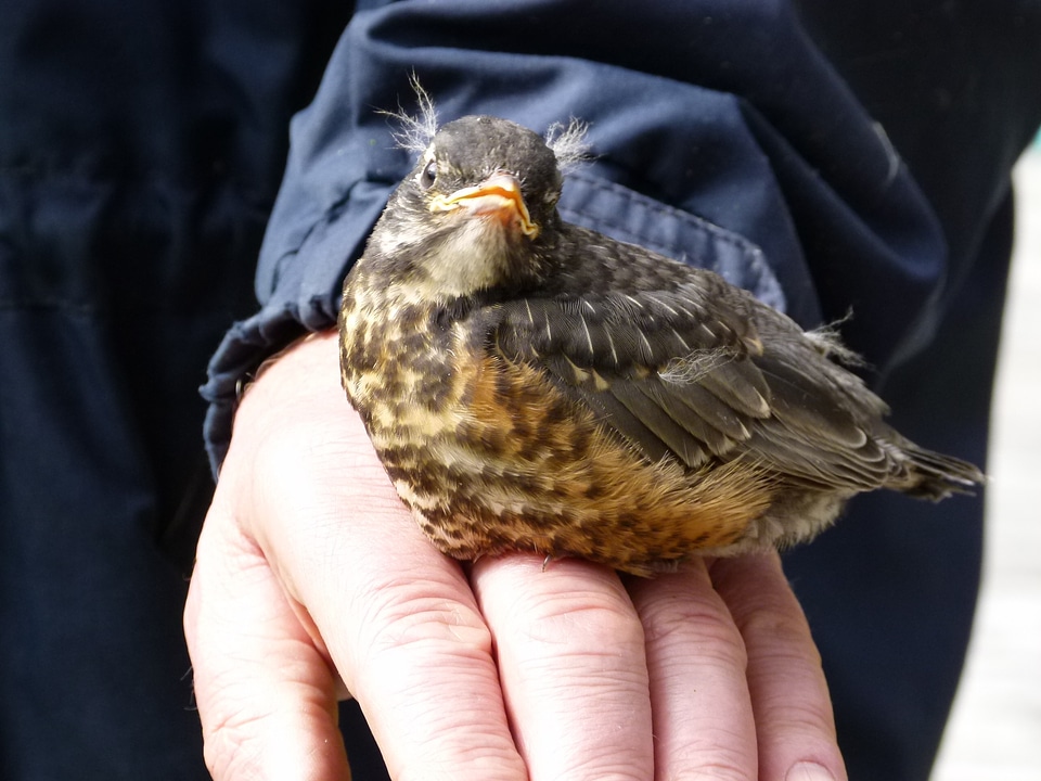 Hand nature feathered photo