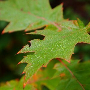 Oak colored nature photo