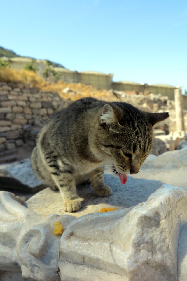 Cat turkey Free photos