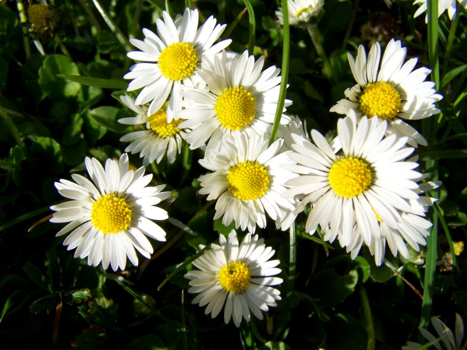 Daisy white flower