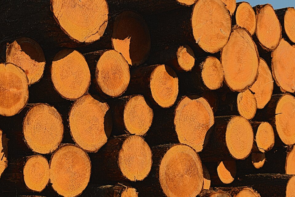 Sawn tree tree trunk