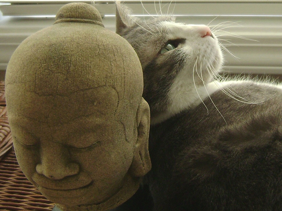 Domestic feline resting