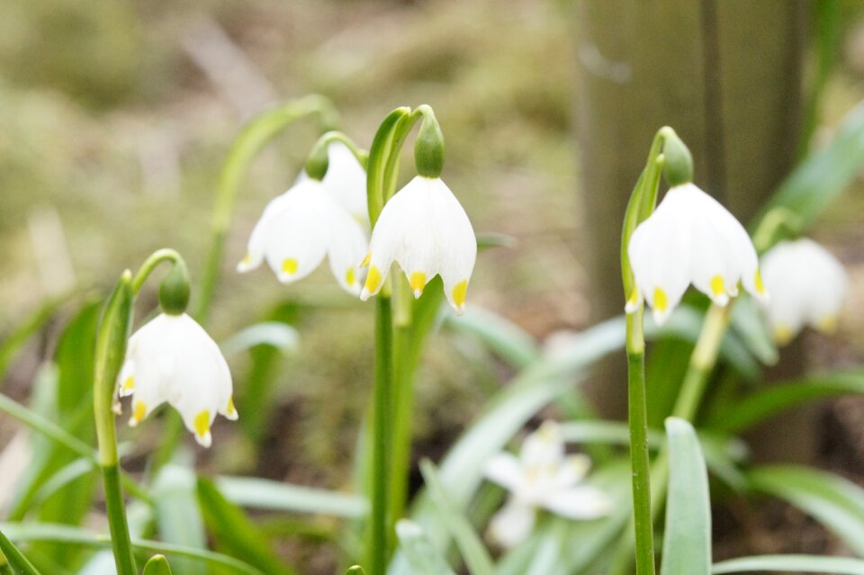Flower spring spring flower