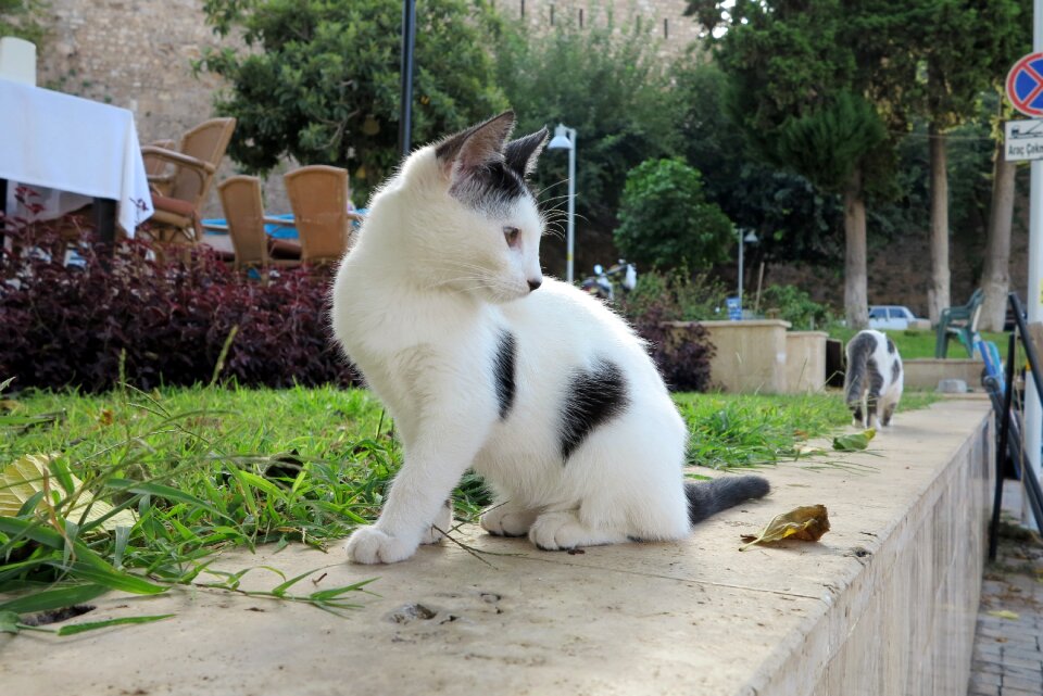 Cat turkey Free photos
