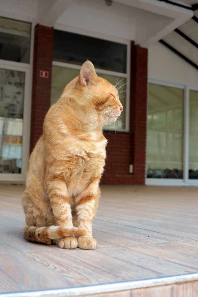 Turkey cat Free photos