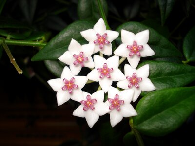 Plants flower white flower