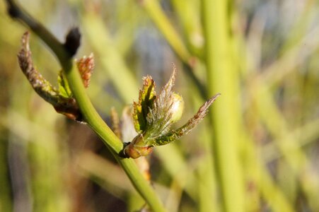 Plant green stalk