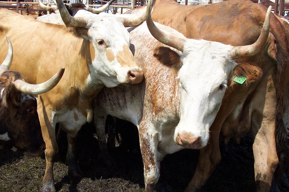 Cattle farm country photo