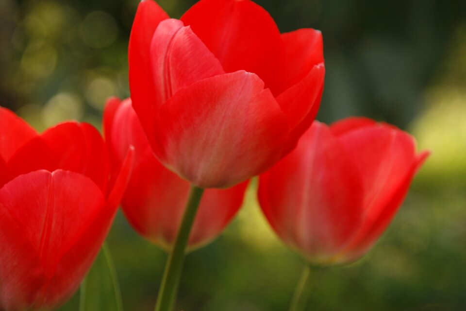 Summer spring flower