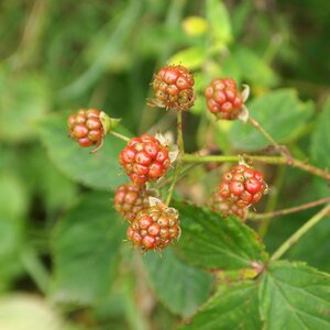 Immature grow fruit
