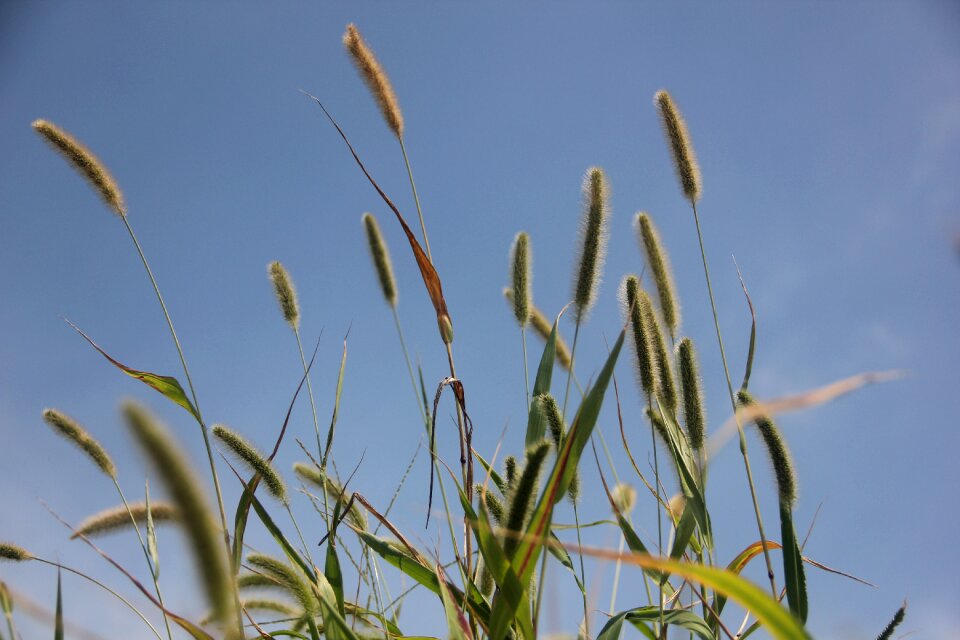 Spring grass plush grass