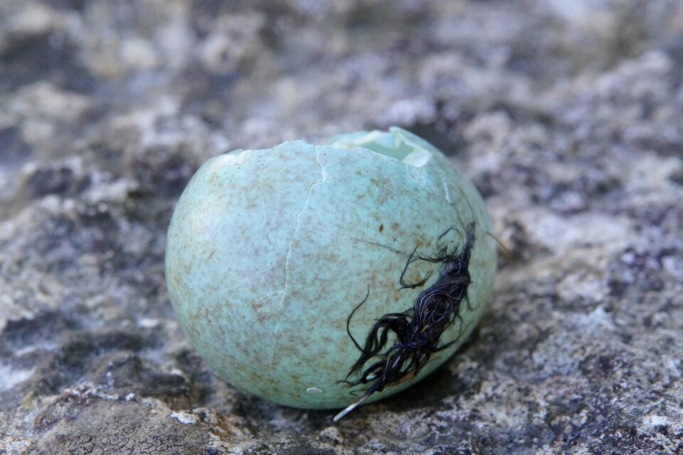 Hatched chicks shell