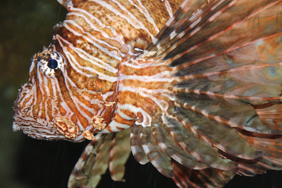 Fish aqquarium meeresbewohner