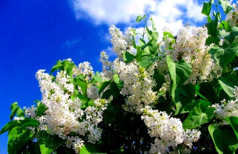 Without flowers spring