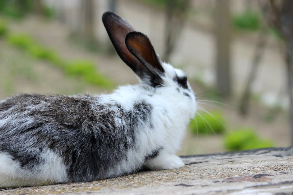 Bunny rabbit Free photos