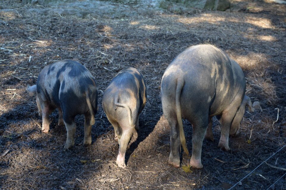 Farm curly tail piglet