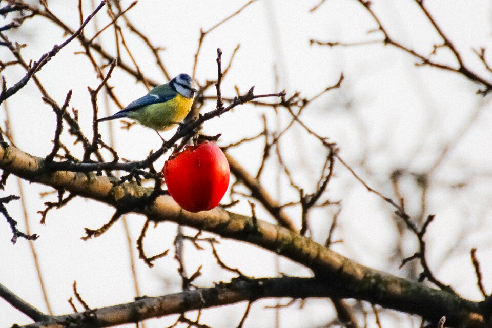 Chickadee winter apple