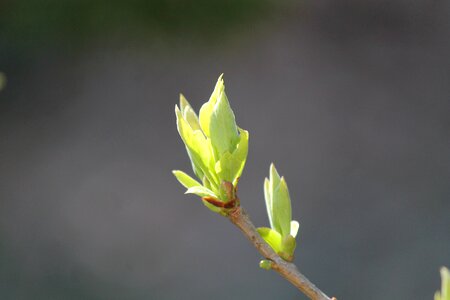 Branches spring boy shoots