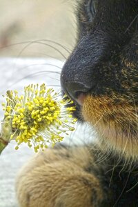 Cat willow catkin animal